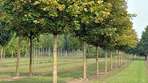 Acer campestre 'Huibers Elegant'