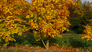 Acer cappadocicum