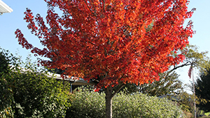 Acer rubrum