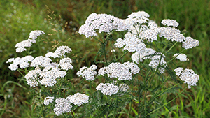 Achillea millefolium