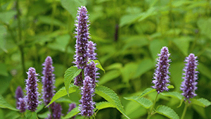 Agastache foeniculum