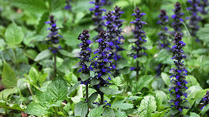 Ajuga reptans