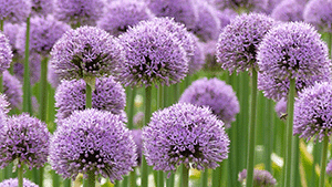 Allium spec.