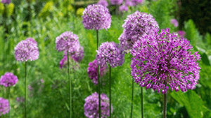 Allium