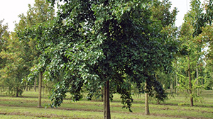 Alnus cordata