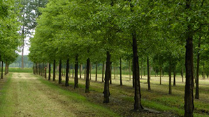 Alnus glutinosa 'Laciniata'