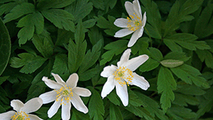 Anemone nemorosa