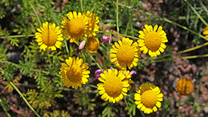 Anthemis tinctoria