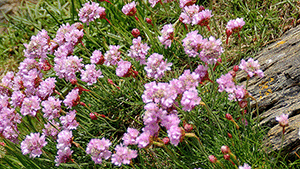 Armeria maritima 'Splendens'