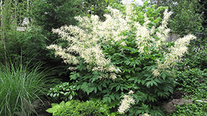 Aruncus aethucifolius