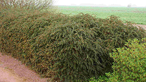 Berberis frikartii 'Amstelveen'