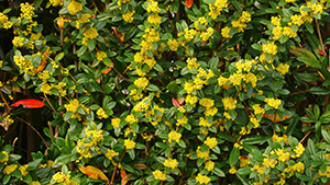 Berberis julianae