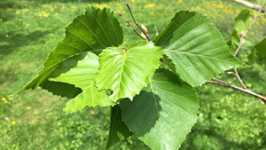 Bladeren van Betula ermanii 'Holland'