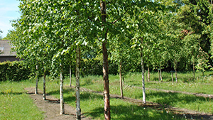 Betula papyrifera