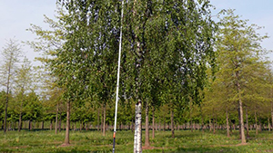 Betula pendula