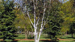 Betula utilis