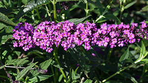 Buddleja Free Petite Dark Pink