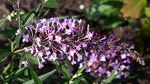 Buddleja Free Petite 'Lavender Flow'