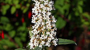 Buddleja 'White Ball'