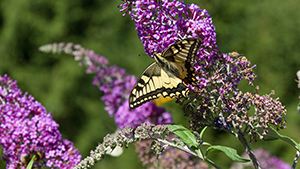 Buddleja davidii Border Beauty met vlinder