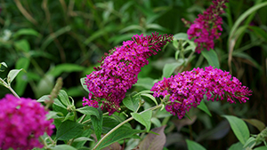 Buddleja davidii 'Miss Ruby'