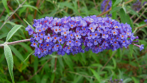 Buddleja davidii Nanho Blue