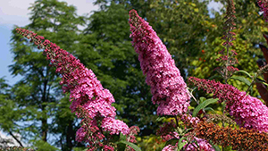 Buddleja davidii 'Pink Delight'