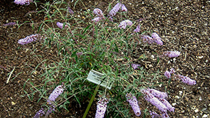 Buddleja davidii nanhoensis