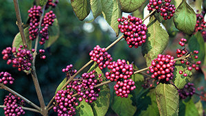 Callicarpa bodinieri 'Profusion'