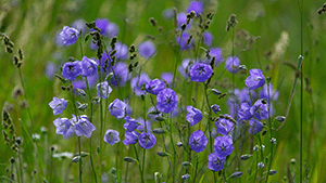 Campanula persicifolia