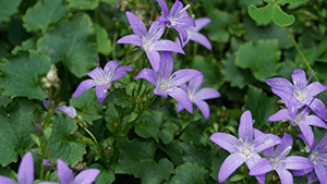 Campanula poscharskyana