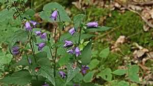 Campanula trachelium