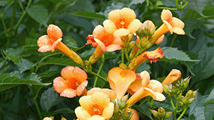 Campsis radicans 'Madam Galen'