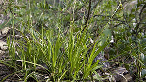 Carex digitata