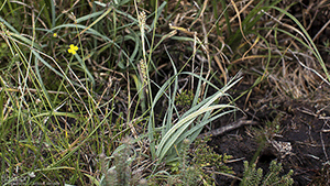 Carex panicea