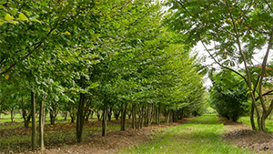 Carpinus betulus