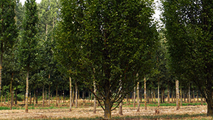 Carpinus betulus 'Fastigiata'