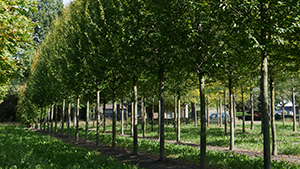 Carpinus betulus 'Frans Fontaine'