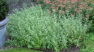 Caryopteris clandonensis 'Blauer Spatz'