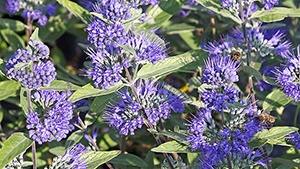 Caryopteris clandonensis 'Heavenly Blue'