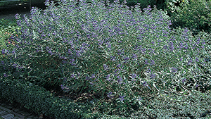 Caryopteris incana 'Cary'