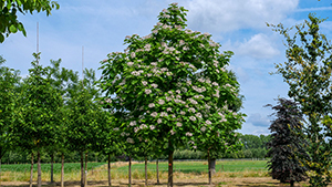 Catalpa bignonioides