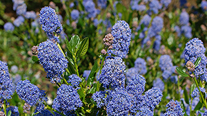 Ceanothus impressus 'Victoria'