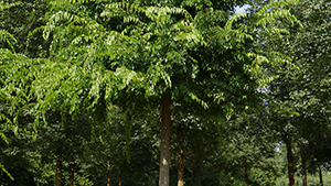 Celtis occidentalis