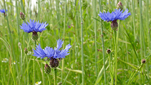 Centaurea cyanus