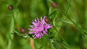 Centaurea jacea