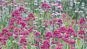 Centranthus ruber