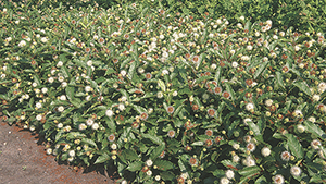 Cephalanthus occidentalis