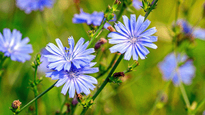 Cichorium intybus