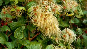 Clematis vitalba